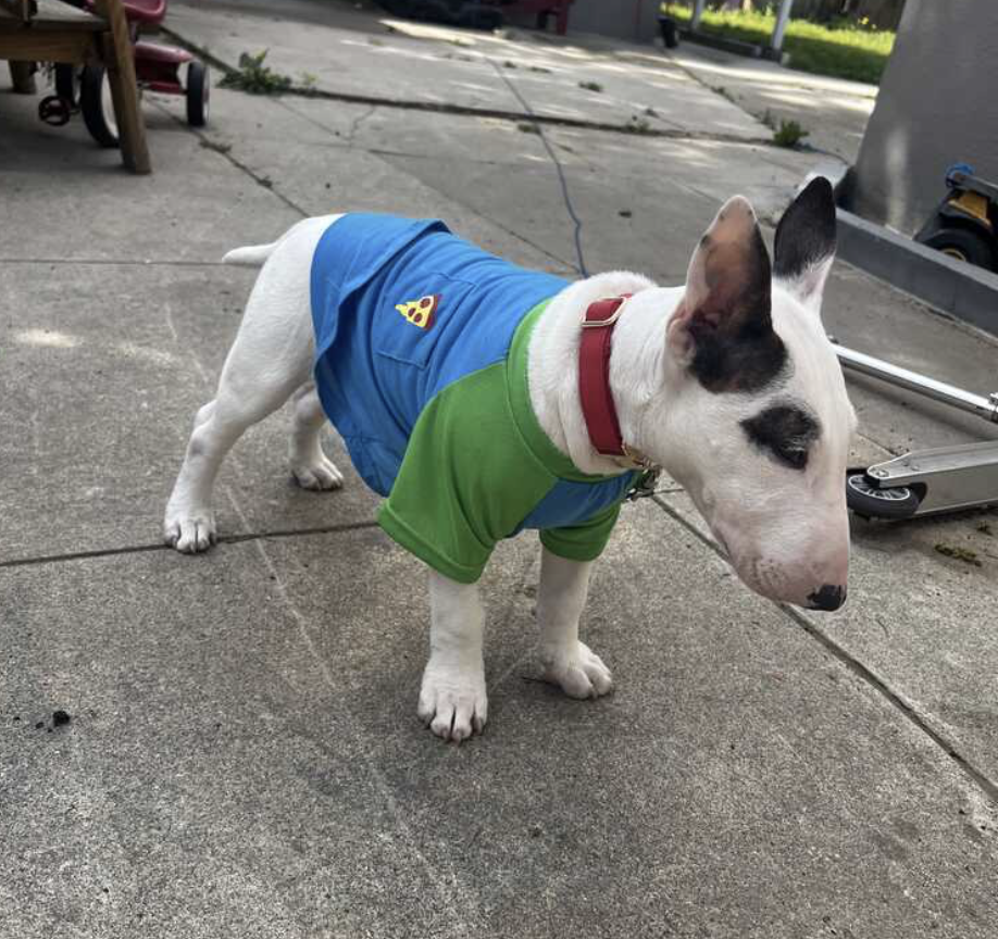 Pet